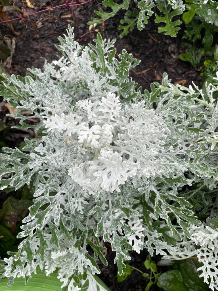 Plant name: Dusty Miller Senecio cineraria 